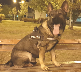 Un weekend de VIS în Baia Mare pentru un urmărit naţional