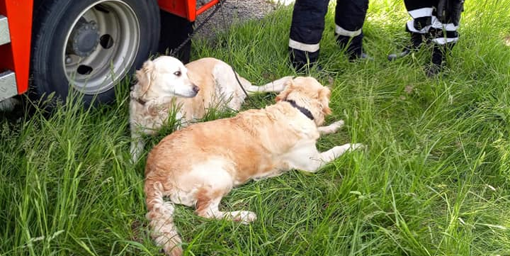 Un băimărean şi câinii săi, descarceraţi după accident; şoferul era rănit, câinii teferi s-au împrietenit cu salvatorii (GALERIE FOTO)