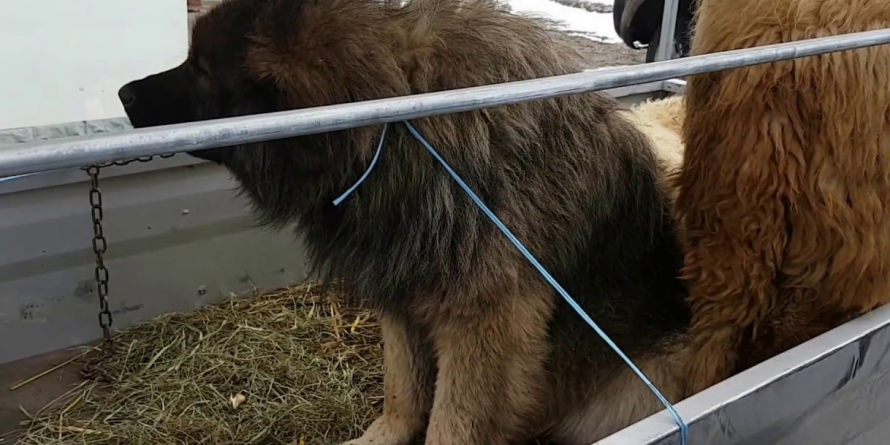 Au furat un câine ciobănesc și un mobil, dar au fost prinşi la un control de rutină