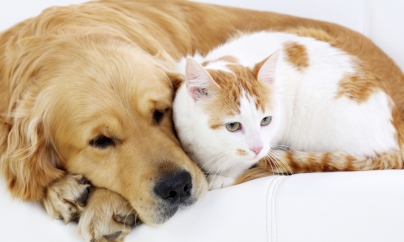 Sterilizări gratuite pentru câini și pisici