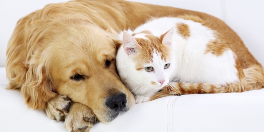 Sterilizări gratuite pentru câini și pisici