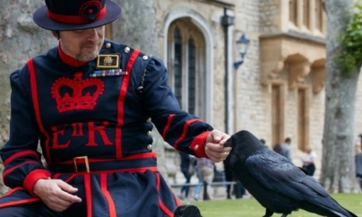 Corbii, mai tari ca profețiile