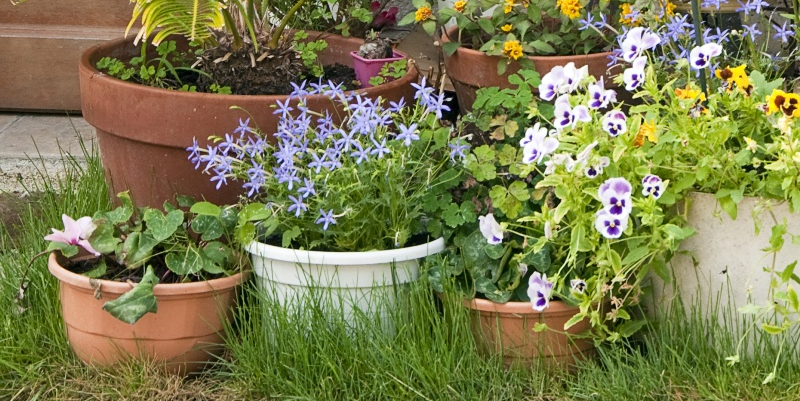 Și florile se fură, nu-i așa?