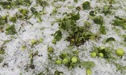 Fermierii își pot asigura culturile cu bani europeni