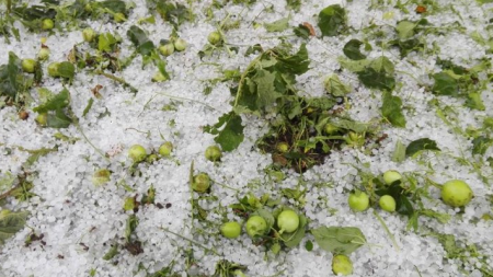 Fermierii își pot asigura culturile cu bani europeni