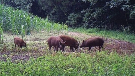 Ce măsuri cer maramureșenii cărora mistreții le-au distrus culturile