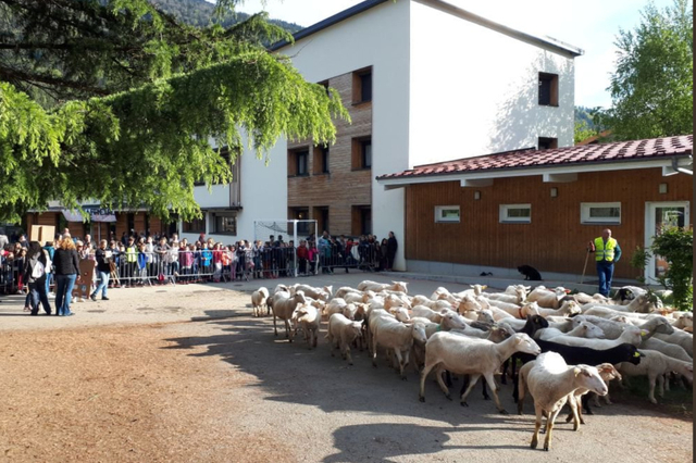 Niște oi au fost înscrise la o școală spre a se evita desființarea unei clase