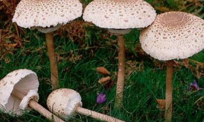 Primul caz de intoxicație cu ciuperci, internat la Spitalul Județean