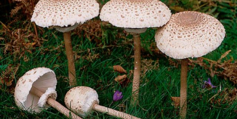 Primul caz de intoxicație cu ciuperci, internat la Spitalul Județean