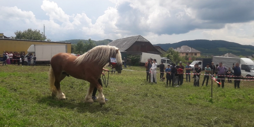 Poveşti cu iubitori de cai din Maramureș (GALERIE FOTO)