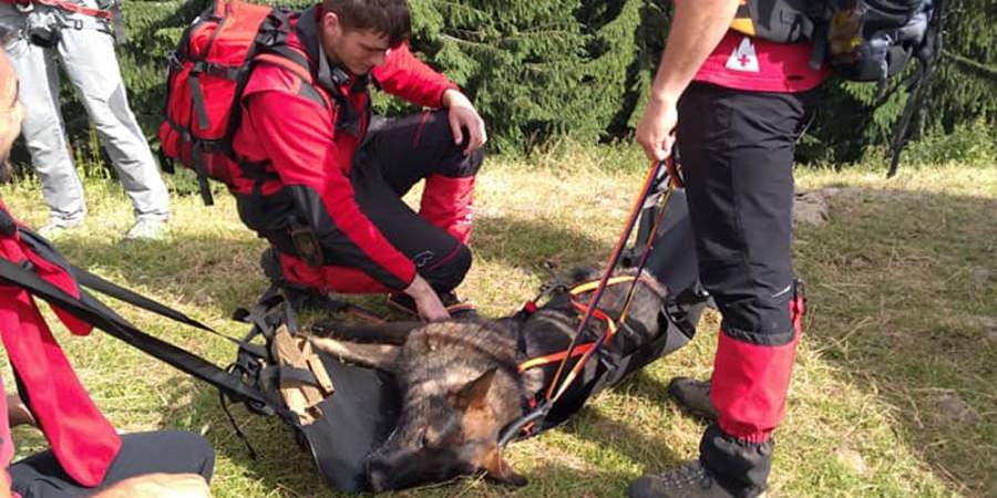 Au fost două zile de căutări intense, însă ciobanul dispărut în Crasna Vișeului – Muntele Șerban este de negăsit (VIDEO)
