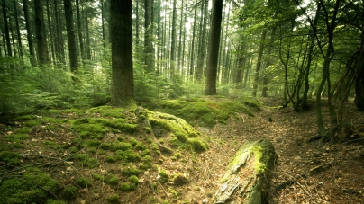 „Numai împreună putem stopa tăierile ilegale a pădurilor!”; Polițiștii desfășoară o campanie de informare și conștientizare a consecințelor tăierilor ilegale de arbori