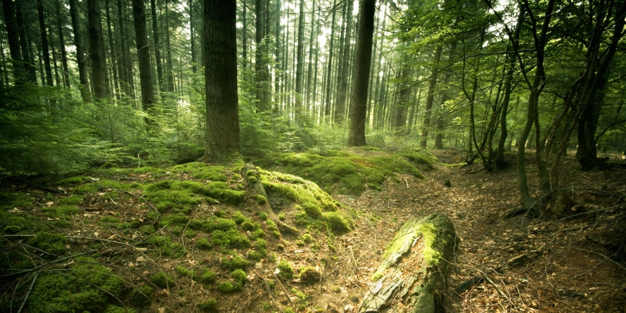 Proiect de protejare a pădurilor