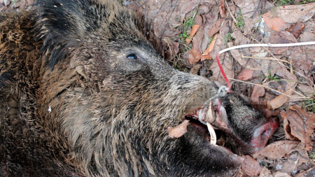 Pestă porcină africană a venit la vânătoare în Oarța de Sus!