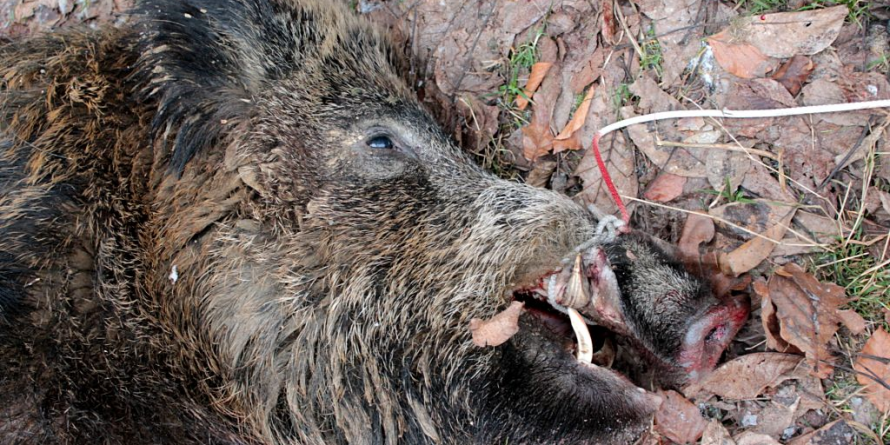 Pestă porcină africană a venit la vânătoare în Oarța de Sus!