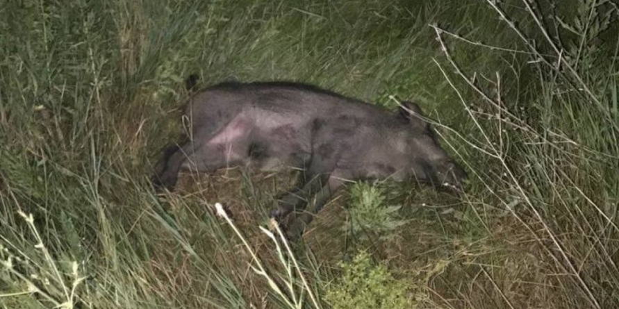 20 de localitați maramureșene incluse în zonă infectată cu pestă porcină