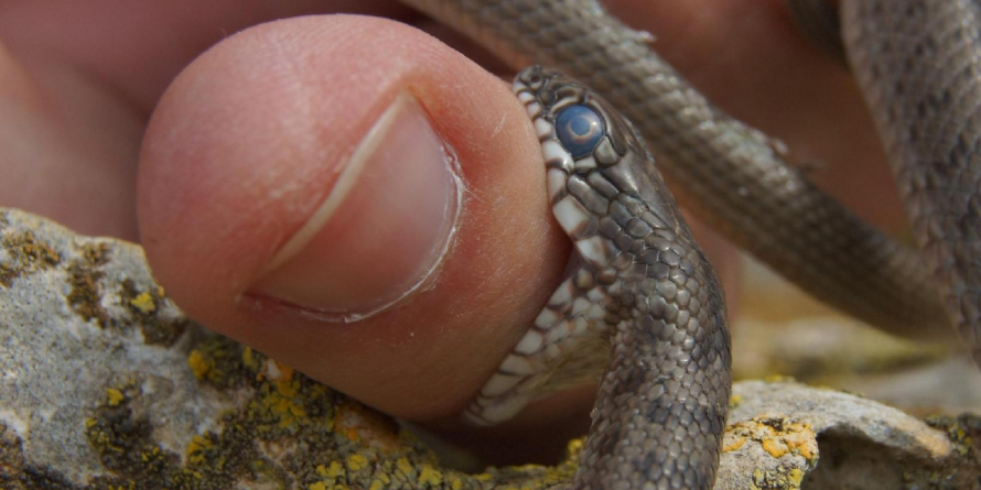 În medie, la două luni, o persoană e mușcată de vipere