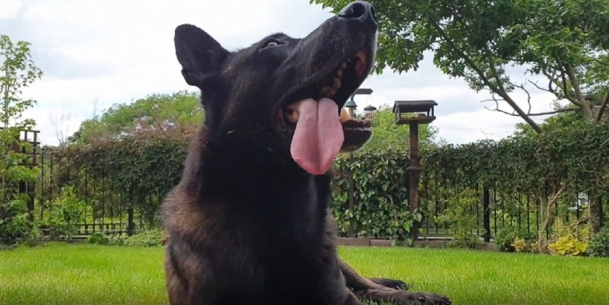 A speriat mii de hoți și acum amuză milioane de oameni