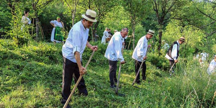 Clacă de coasă pe Valea Mare