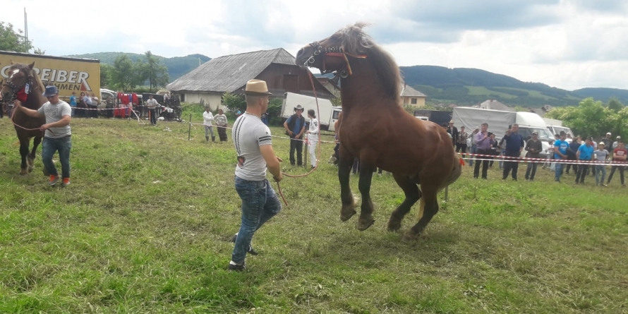 Concurs ecvestru la Suciu de Sus