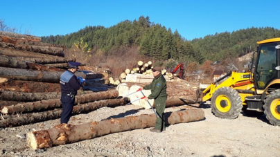 Supracontrolul forestier: amenzi de 220.000 de lei și 586.000 de lei – valoarea materialului lemnos confiscat
