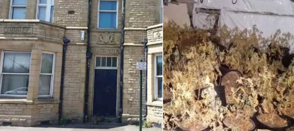 Ironia sorții: plantație de canabis într-o secție de poliție