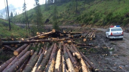 Acțiune de amploare în Maramureș pentru protejarea fondului forestier