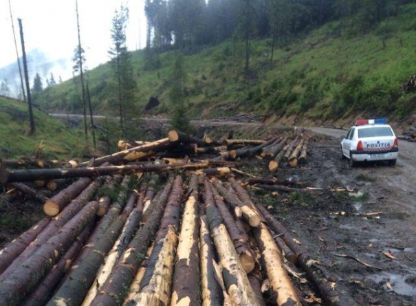 Activitate infracţională în domeniul silvic stopată de poliţişti: Peste 132 mc de lemn confiscat şi amenzi în valoare de 23.000 de lei