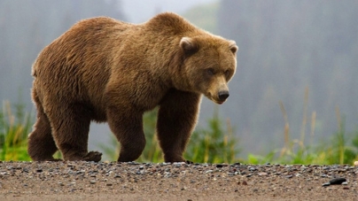 Care sunt recomandările jandarmilor montani maramureșeni în cazul în care vă întâlniți cu ursul