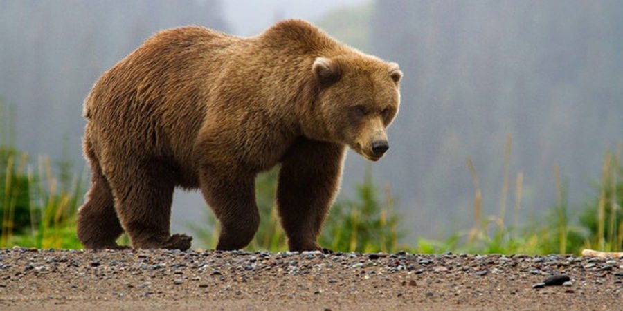 Recomandările jandarmilor montani în cazul întâlnirii cu ursul