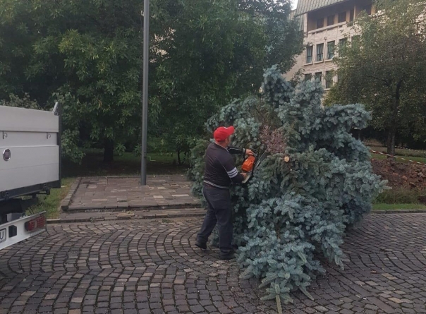 Copaci rupți de vânt în Baia Mare (GALERIE FOTO)