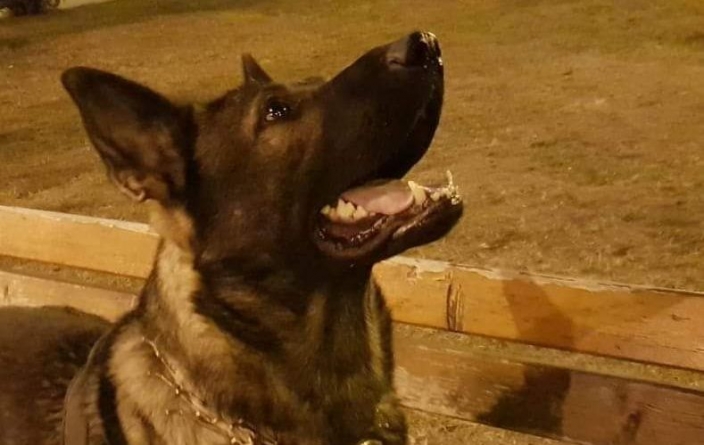 Vis – un câine polițist de vis