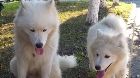 Un abuz care capătă amploare