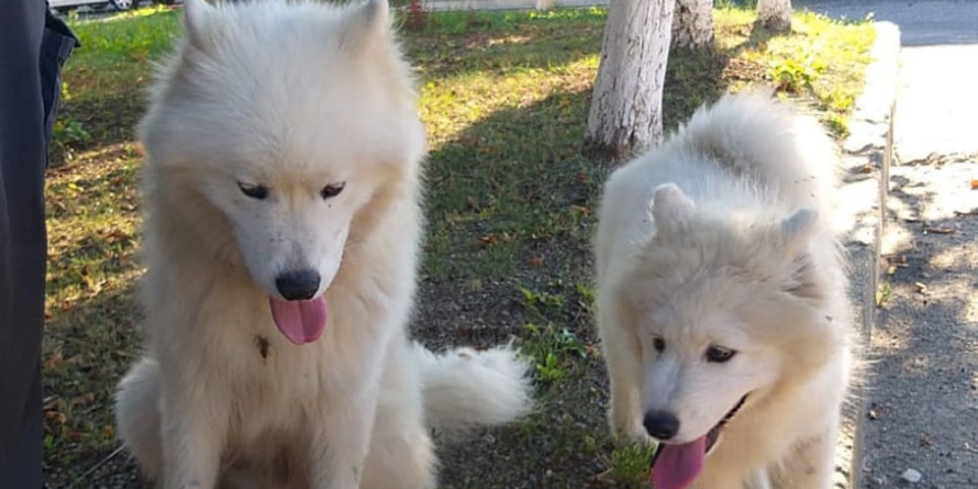 Un abuz care capătă amploare