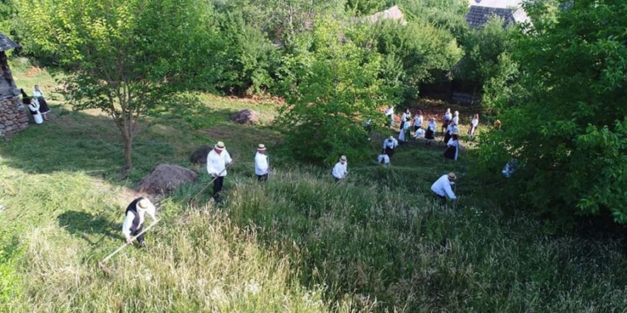 O nouă încercare de „Clacă de coasă” la Muzeul Satului