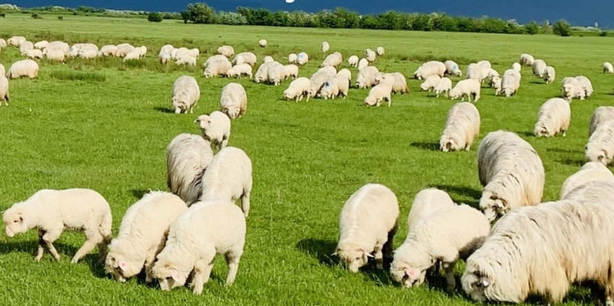 Târg expozițional de berbeci