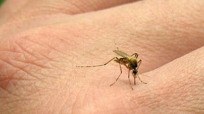 Atenţionare de călătorie în Grecia – există riscul contactării virusului West Nile