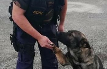 Presupusul dispărut se  plimba liniștit prin pădure, când a fost depistat de câinele polițist