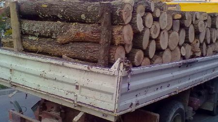 Amendați pentru că transportau lemne ilegal