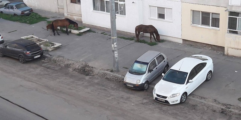 Cailor fără de șei, dați-vă prinși, nu fiți mișei!