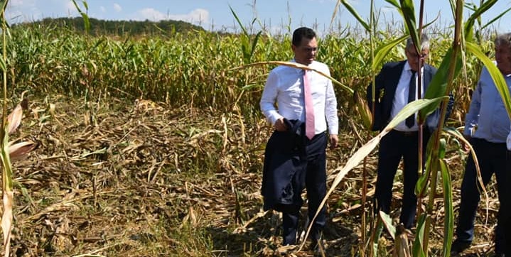 Din cauza mistreților, doi miniștri ajunși în Maramureș au cam luat-o prin porumb