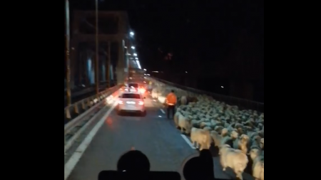 Cu 400 de oi-putere pe autostrada românească