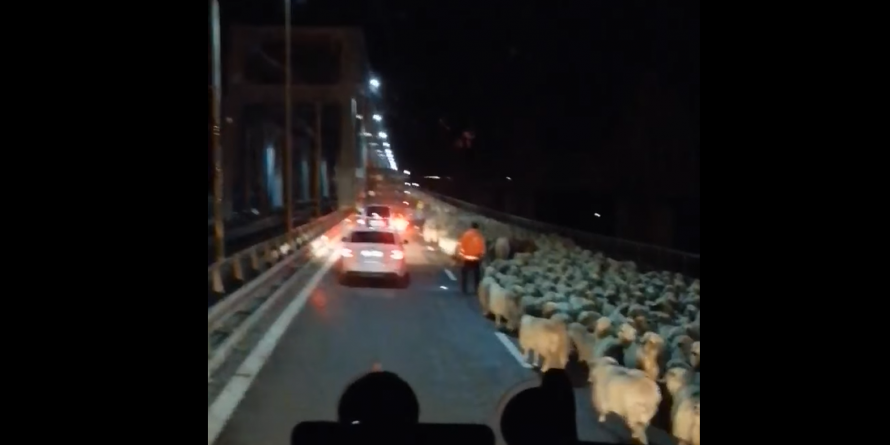 Cu 400 de oi-putere pe autostrada românească
