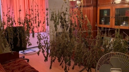 Au fost săltați fiindcă aveau plantație de canabis pe malul Lăpușelului, dar și în ghivecele din casă