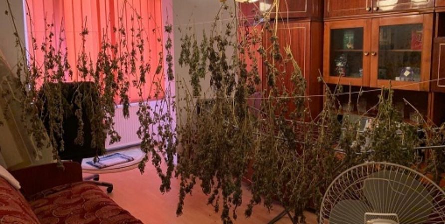 Au fost săltați fiindcă aveau plantație de canabis pe malul Lăpușelului, dar și în ghivecele din casă