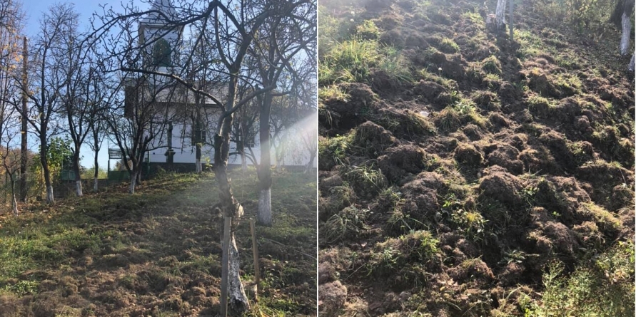 Arături de toamnă gratuite sau de ce trebuie creștinați mistreții