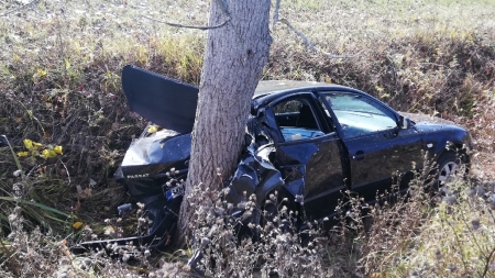 Te-așteaptă un pom, zâmbind răbdător
