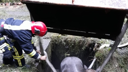 Amplă mobilizare pentru salvarea unui cal căzut într-un bazin betonat