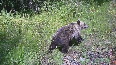 Atenționare: Prezența urșilor a fost semnalată în apropiere de Baia Mare
