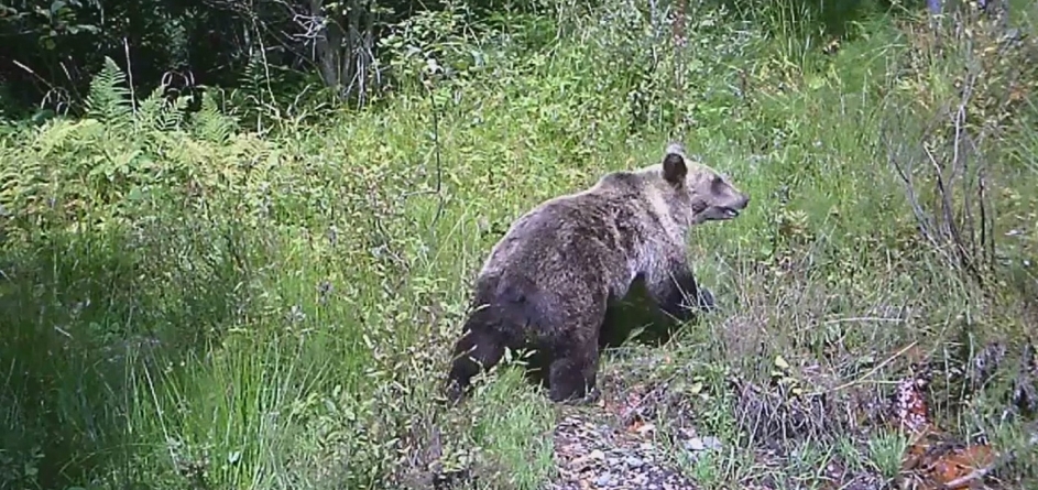 Atenționare: Prezența urșilor a fost semnalată în apropiere de Baia Mare